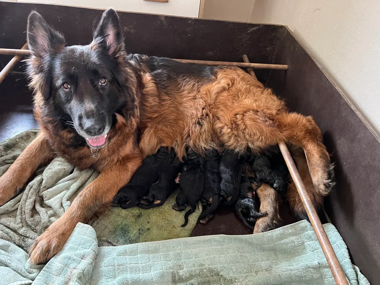 Billede 1 - 4 uger gamle ægte langhåret schæferhvalpe sælges, 