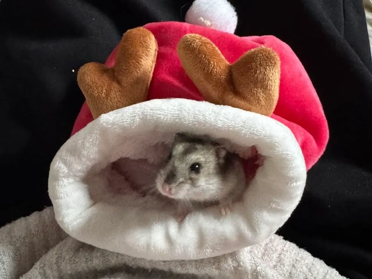 Billede 5 - Dværg Hamster med alt udstyr