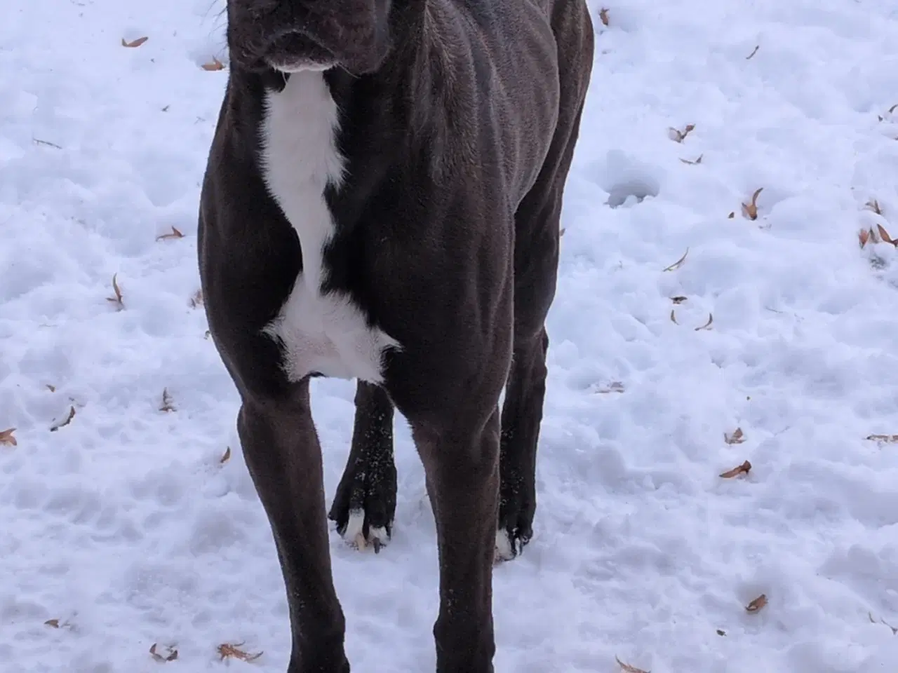 Billede 2 - 2 årig Hund søger nyt hjem 
