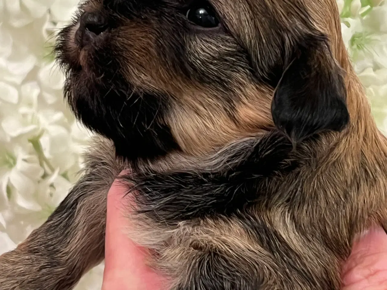 Billede 15 - 💕Skal Wilma være din 💕