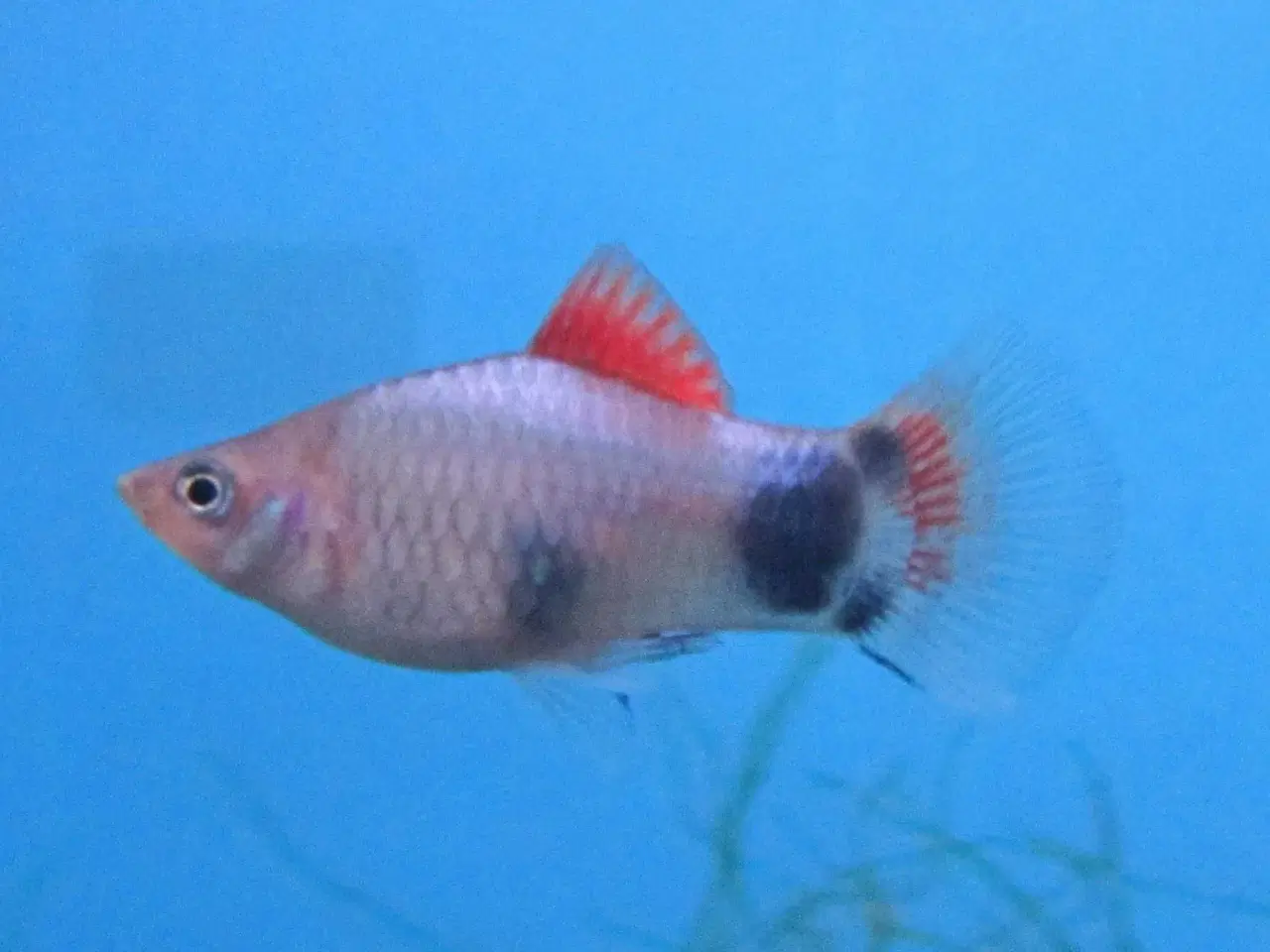 Billede 2 - akvarium inklusiv fisk