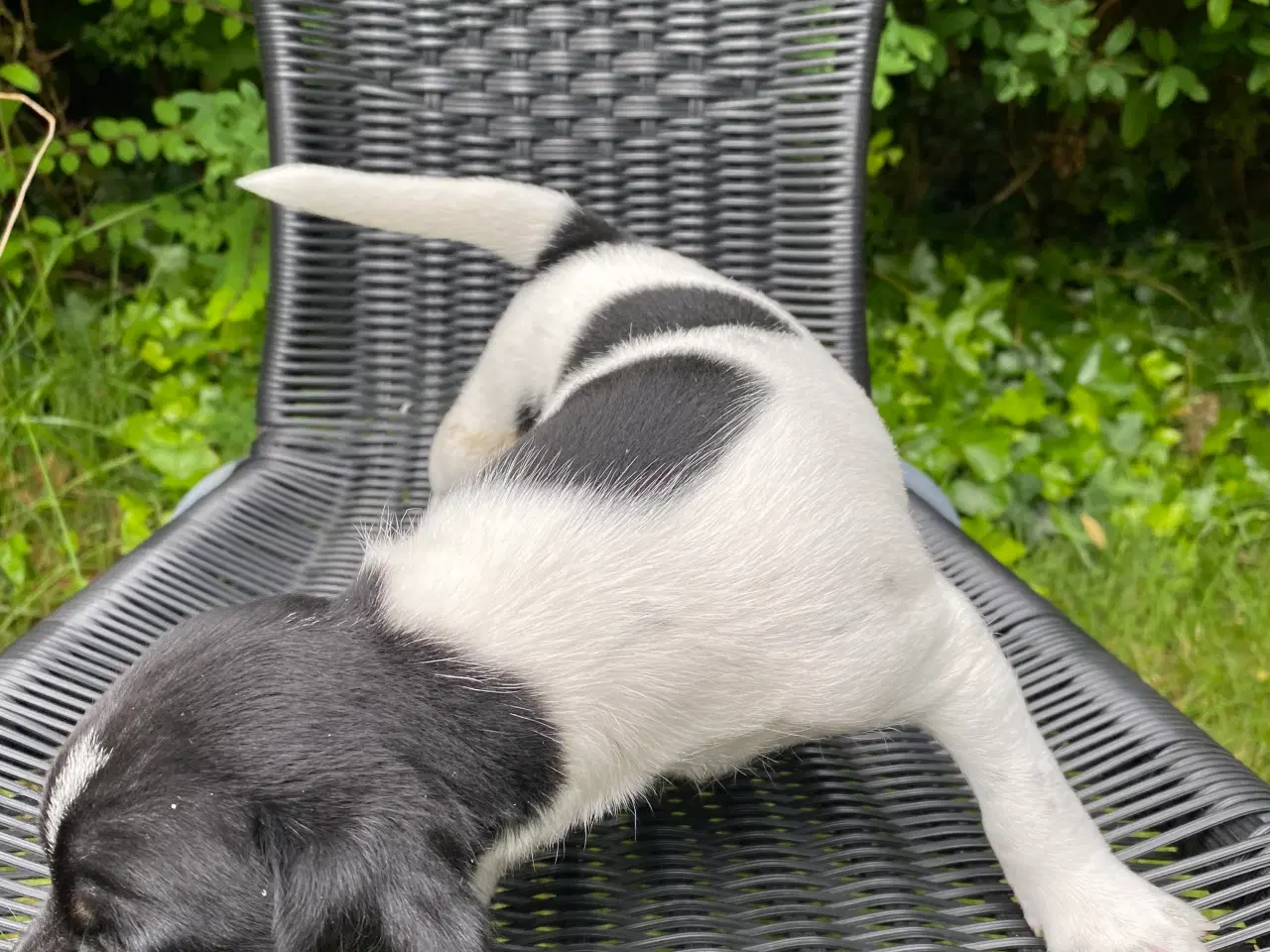 Billede 7 - Dansksvensk gårdhunde hvalpe