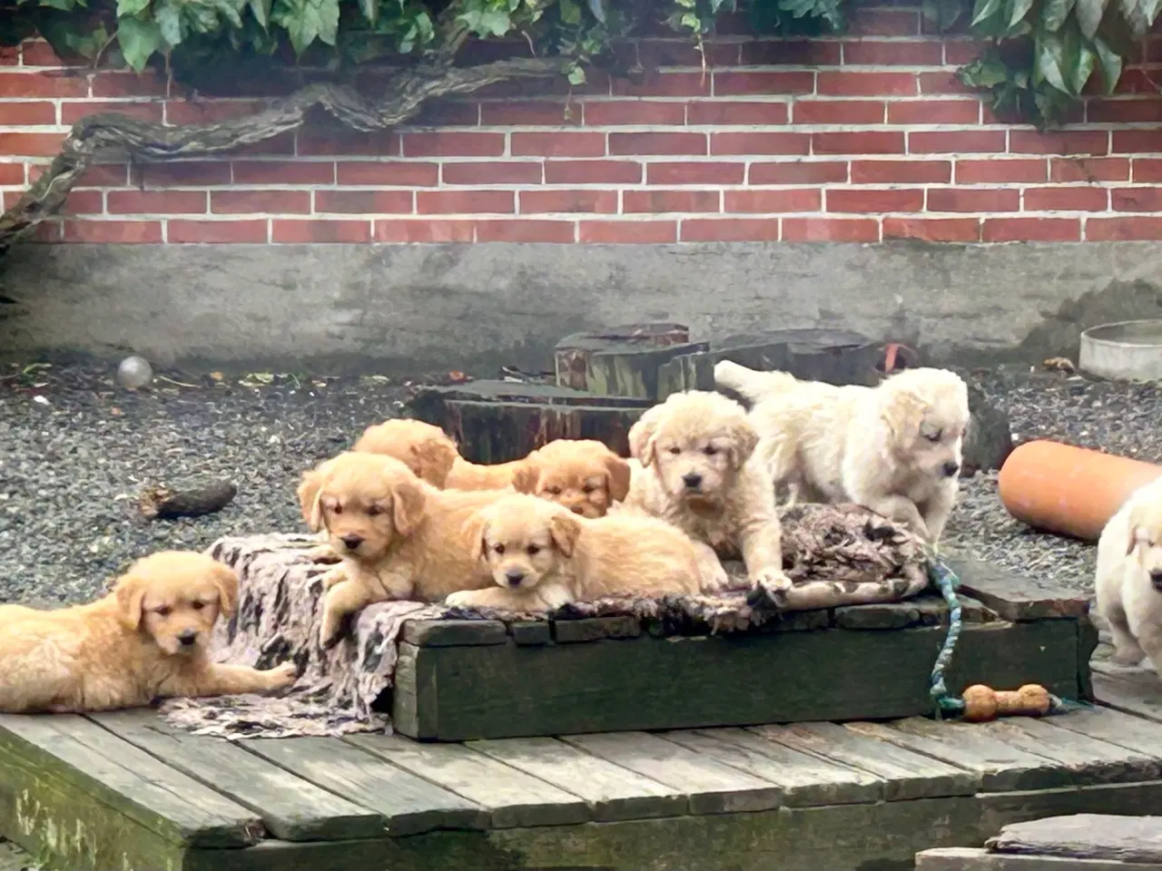Billede 3 - Golden Retriever 