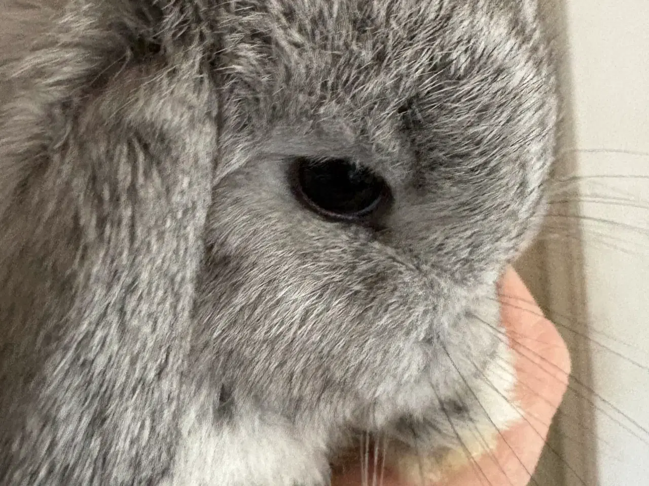 Billede 1 - Minilops unger