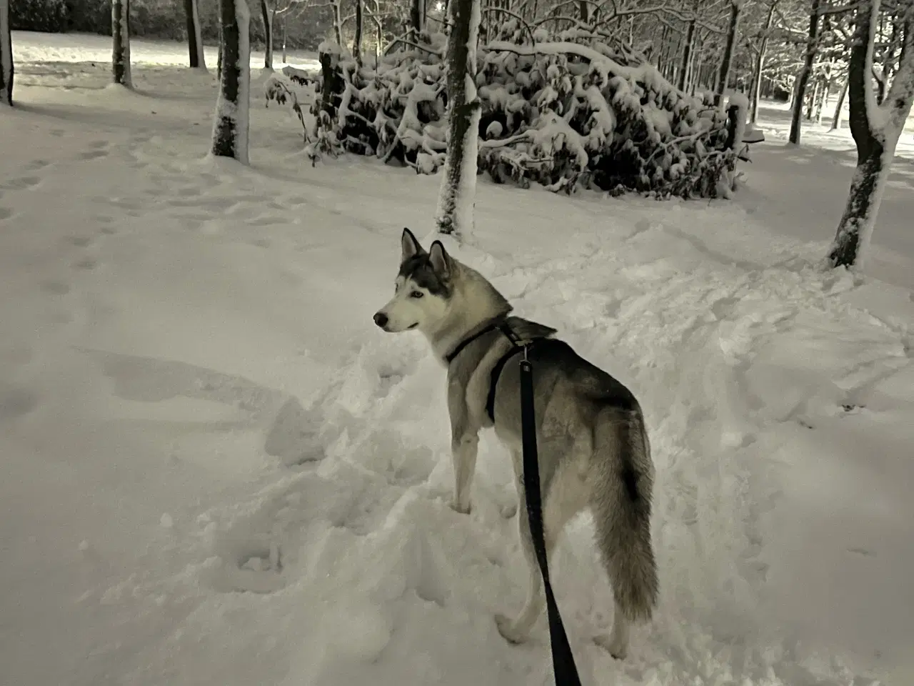 Billede 3 - Husky søger nyt hjem