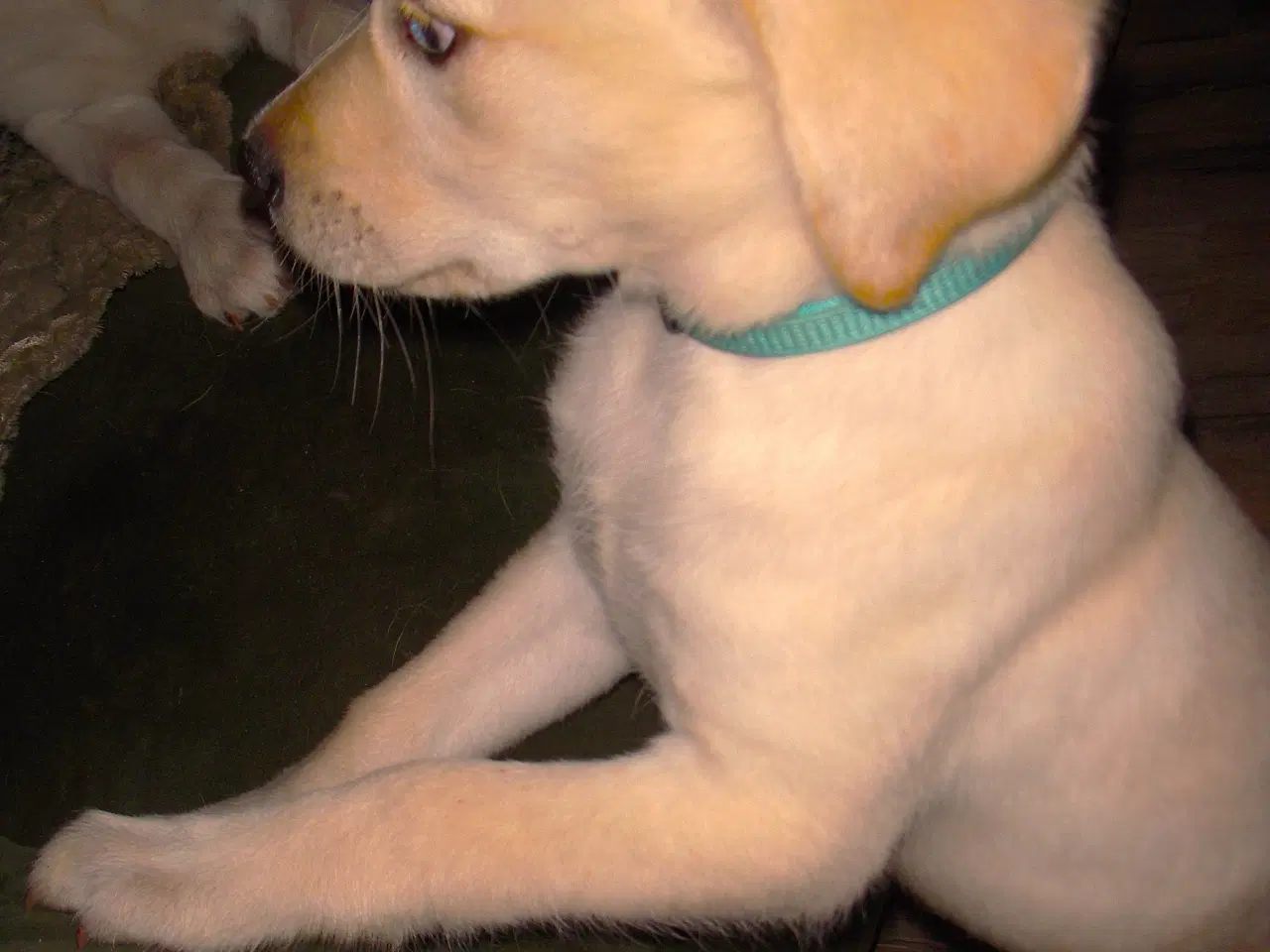 Billede 2 - Labrador retriever hun hvalp