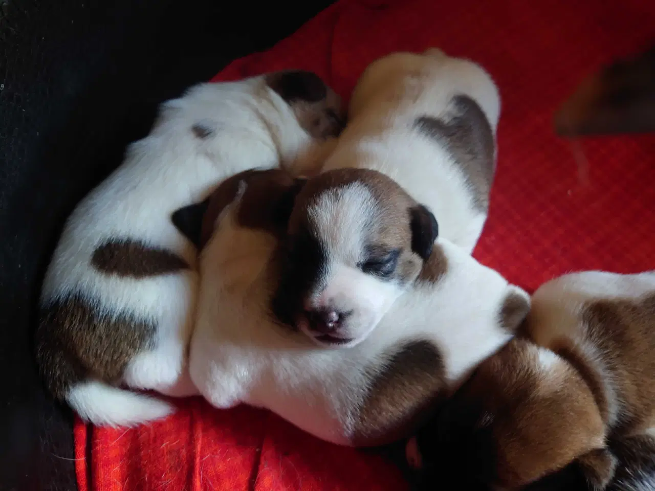 Billede 3 - Jack Russell hvalpe (lav benet type)