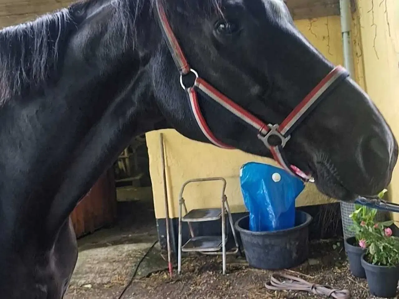 Billede 2 - Hannovaraner hoppe fra 2012