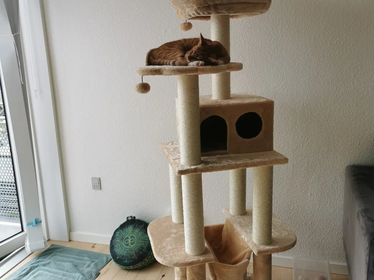 Billede 2 - Kat på 5 mdr. søger nyt hjem