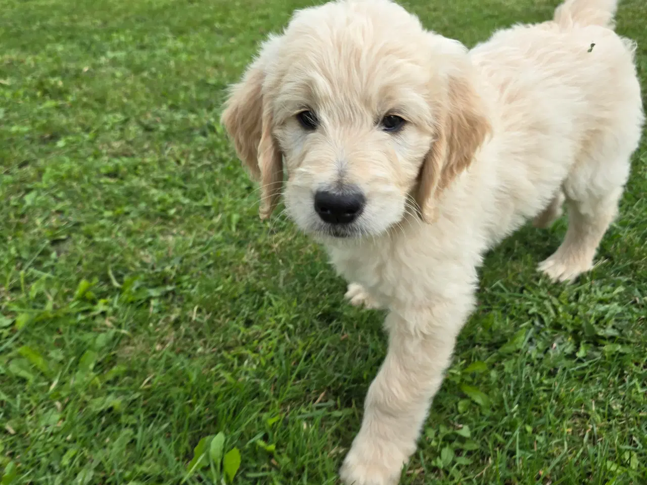 Billede 2 - Goldendoodle han