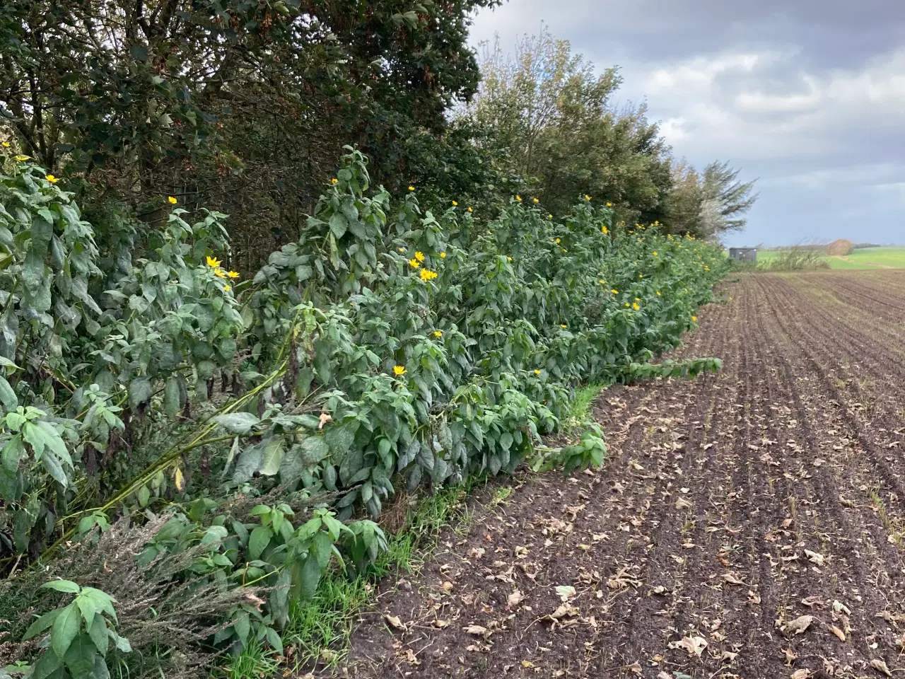 Billede 11 - Jordskokker 6 sorter alle vinterhårdfør