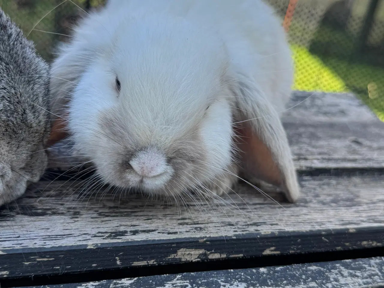 Billede 6 - Mini lop kanin unge