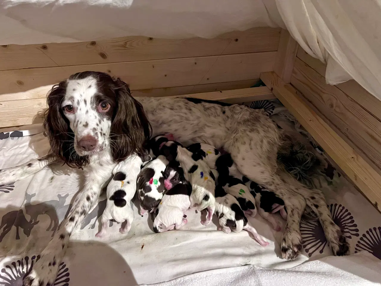 Billede 15 - Springer Spaniel/Kleiner hvalpe