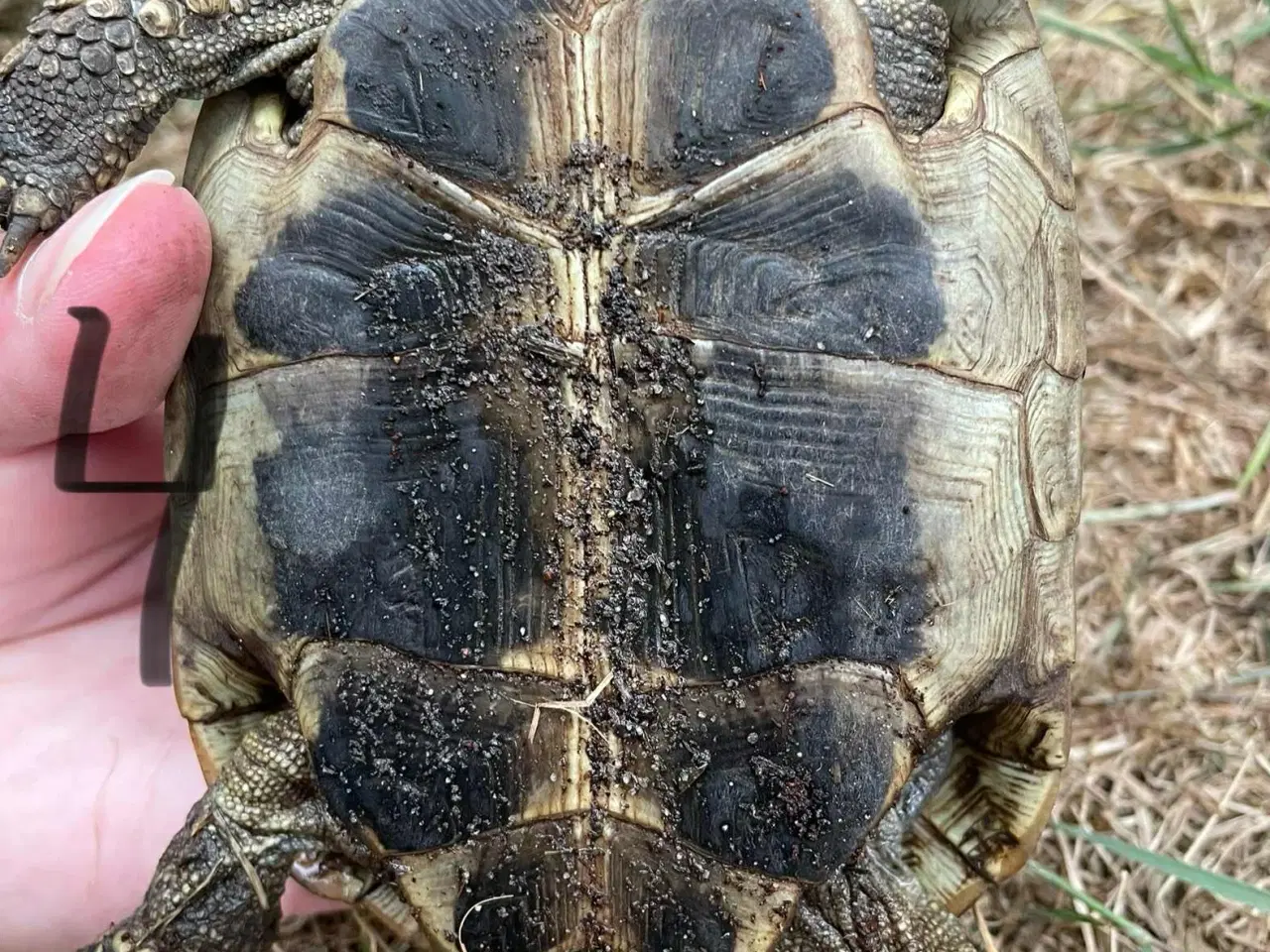 Billede 6 - Skildpadder, Græske landskildpadder 7-9 år