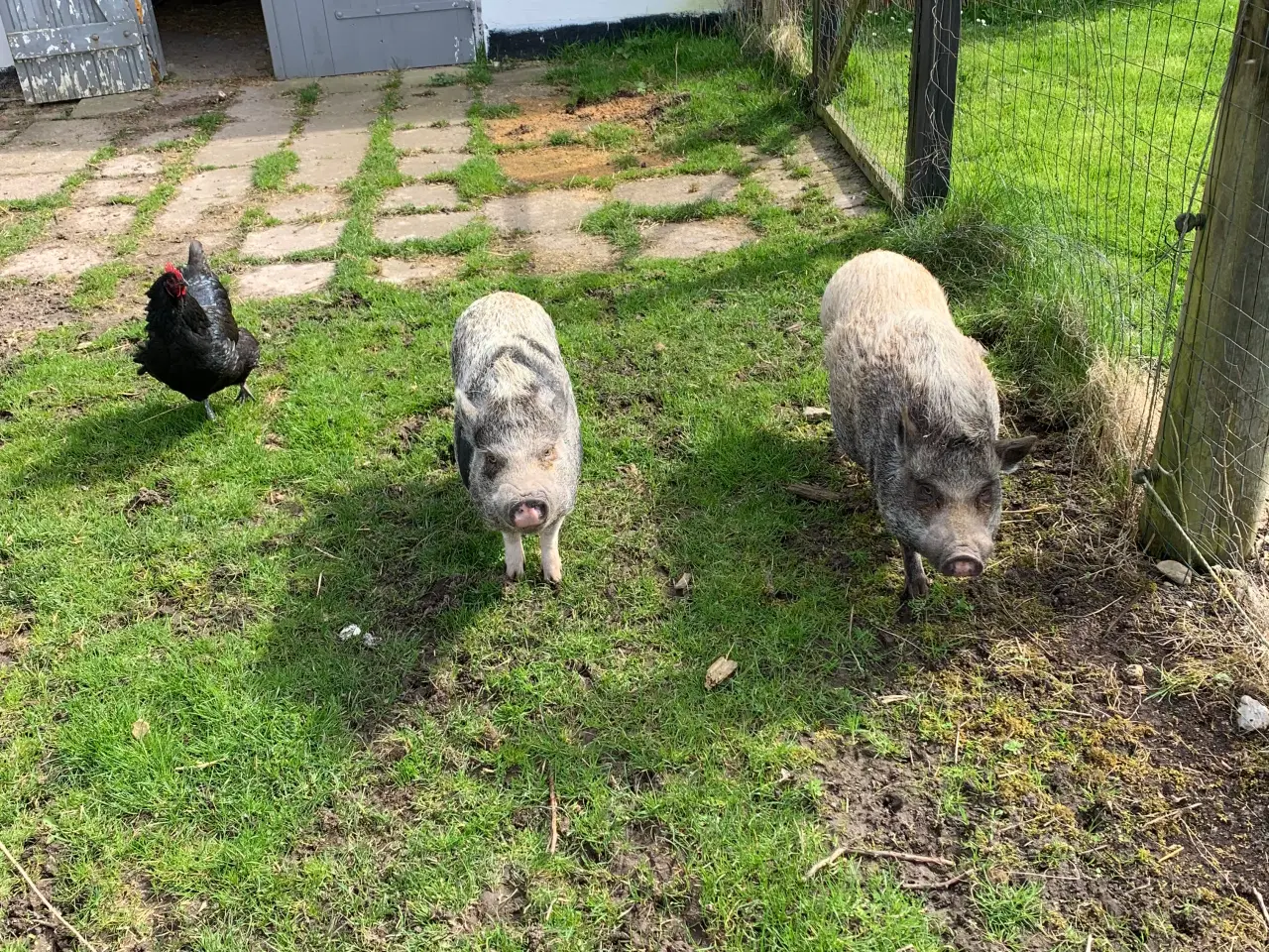 Billede 5 - Mini grise