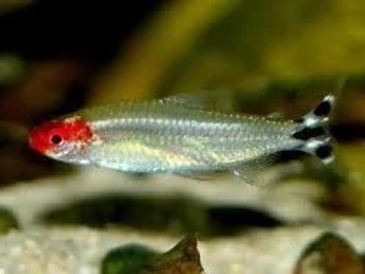 Billede 16 - Flotte akvariefisk og foder