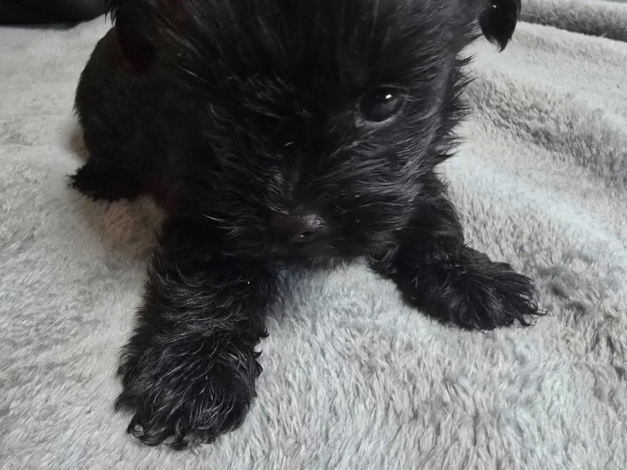 Billede 3 - Yorkshire Terrier