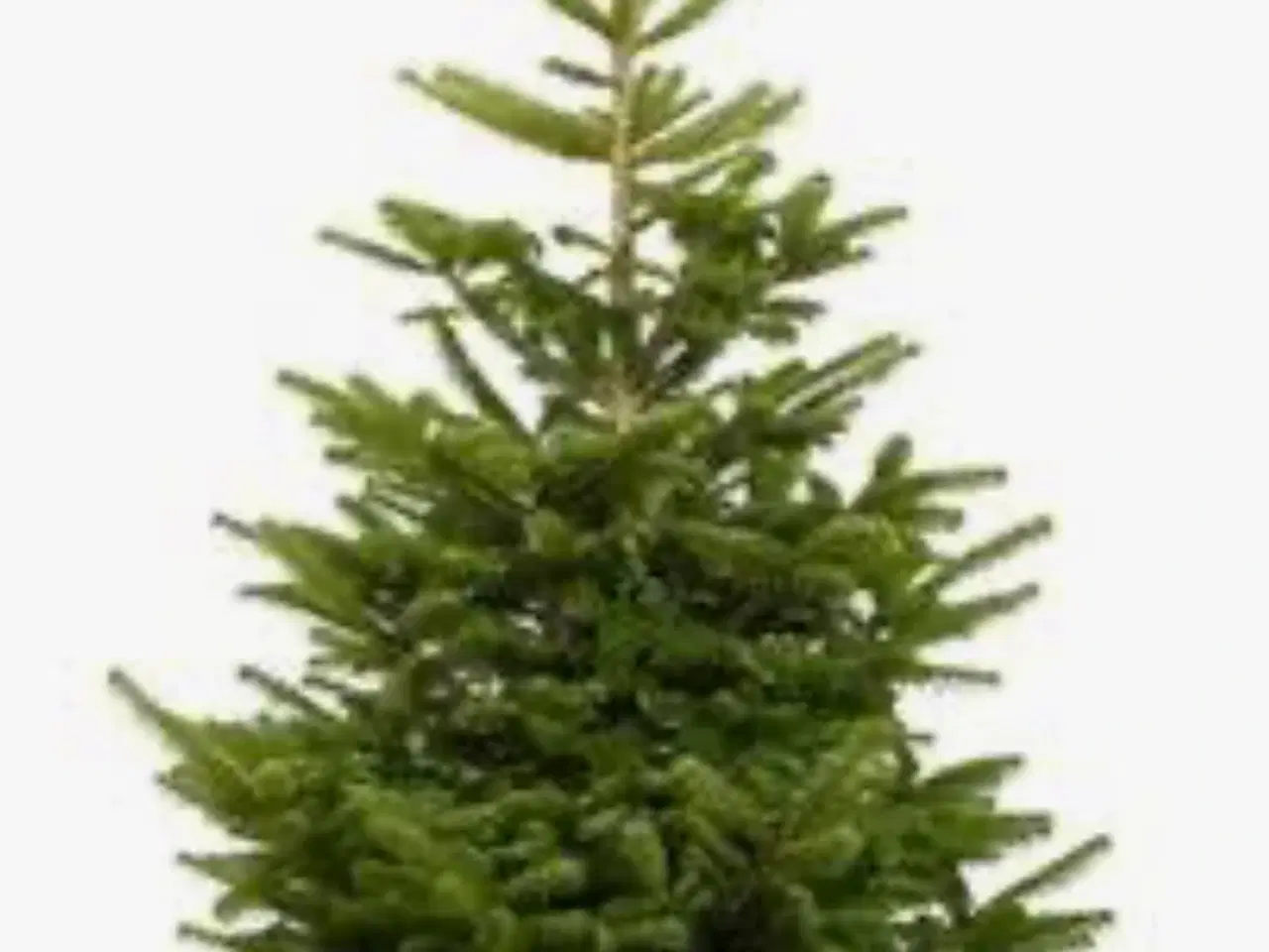 Billede 4 - 300 kg nobilis søges