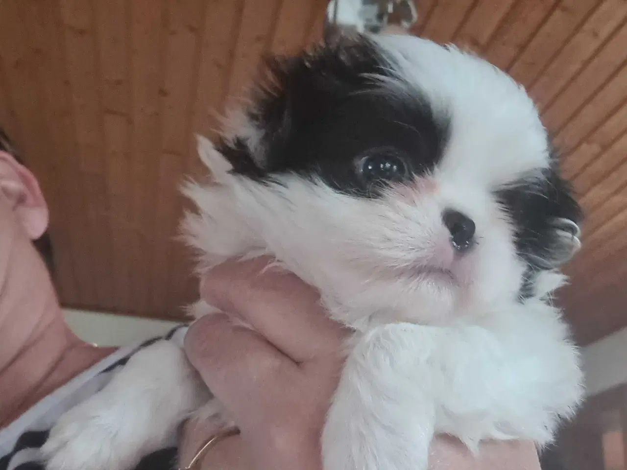 Billede 4 - Japanese chin hvalpe 