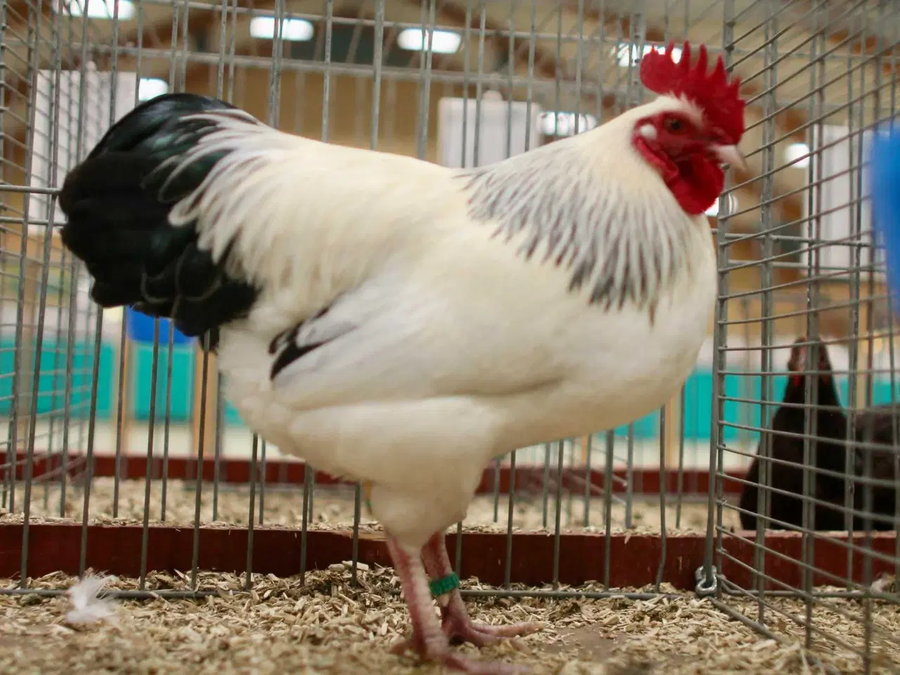 Billede 1 - Dværg Sussex hvid sort columbia