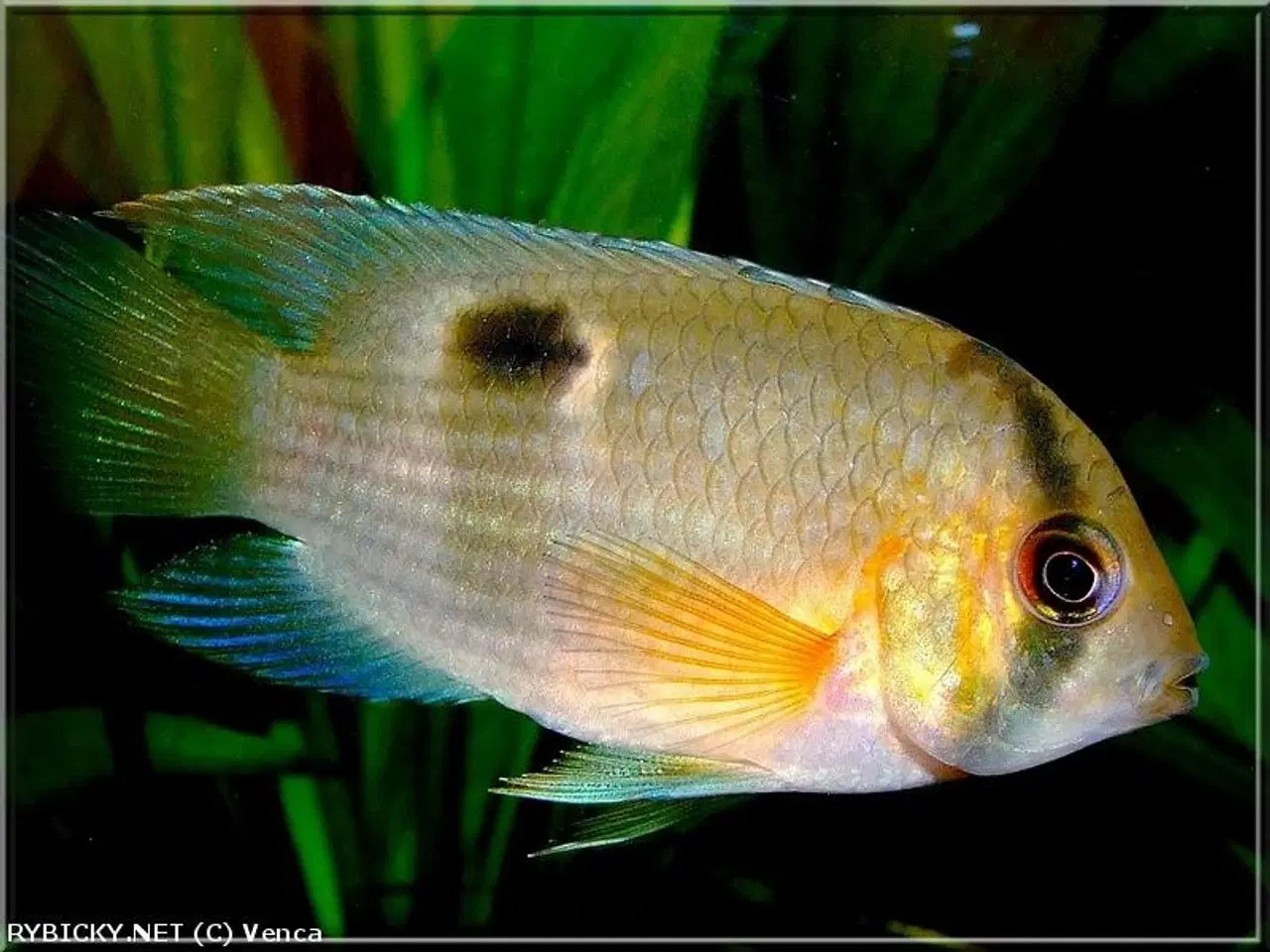 Billede 11 - Flotte akvariefisk