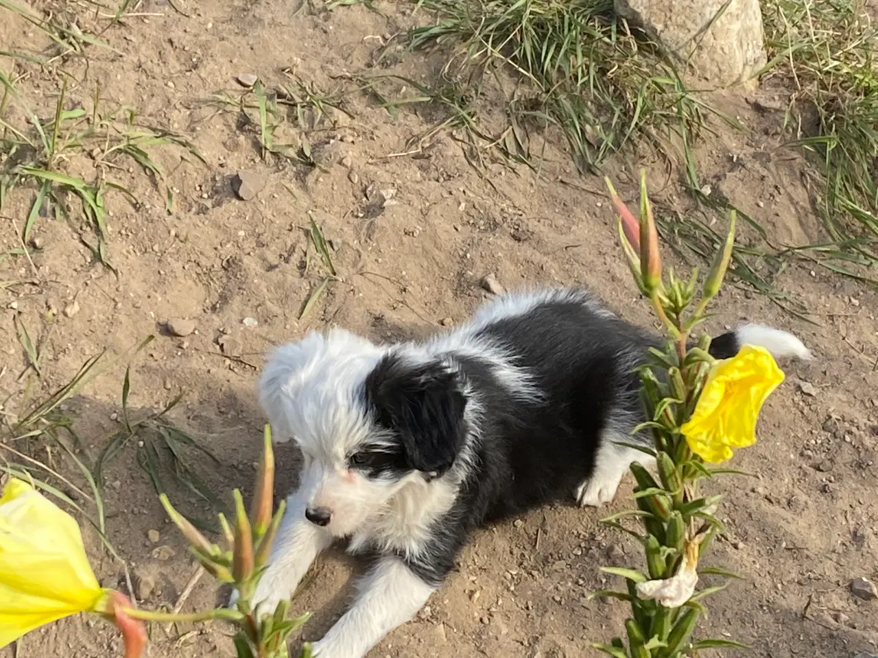 Billede 6 - Border Collie / Powder puff