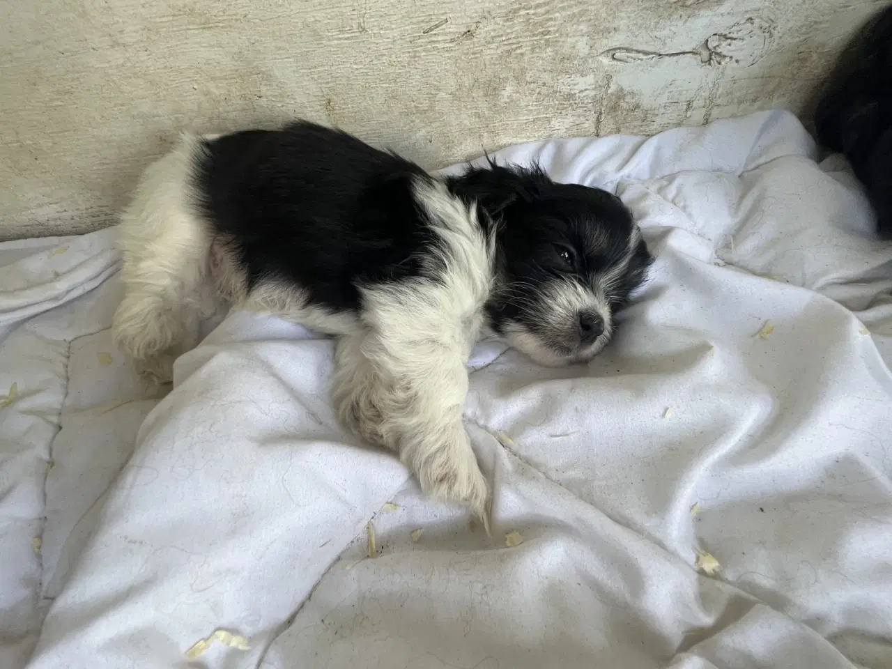 Billede 5 - Allergivenlig Shih Tzu / Bichon Havanais
