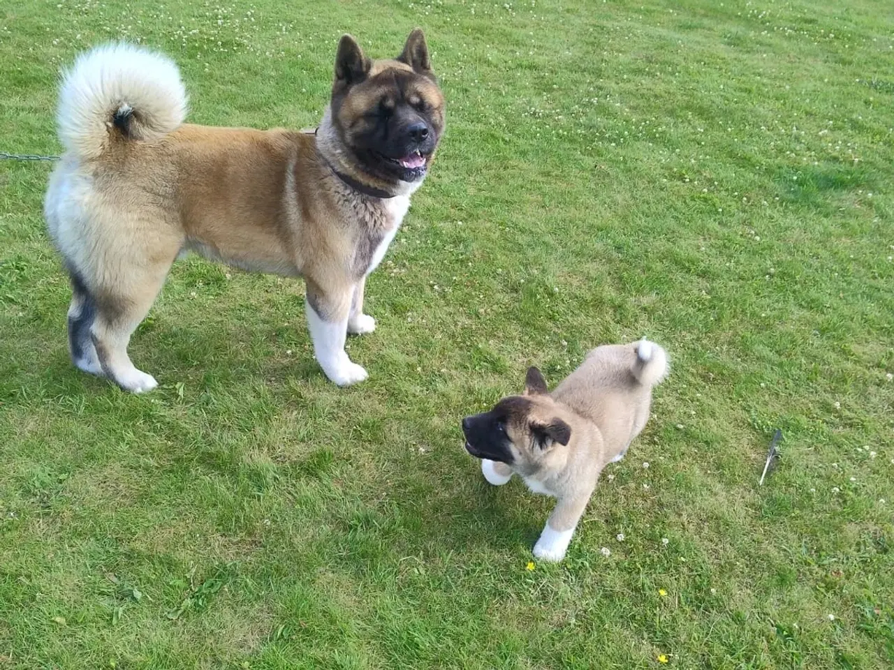 Billede 7 - Dreng hundehvalp Akita American 