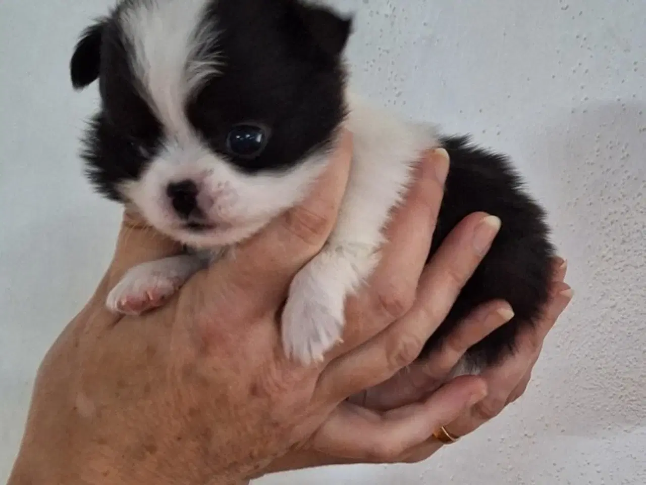 Billede 5 - Chihuahuablandinger