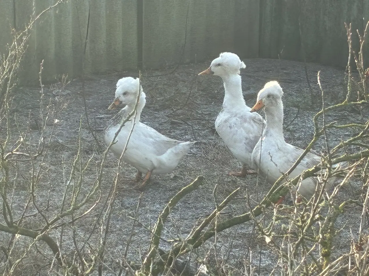 Billede 3 - Fjerkræ