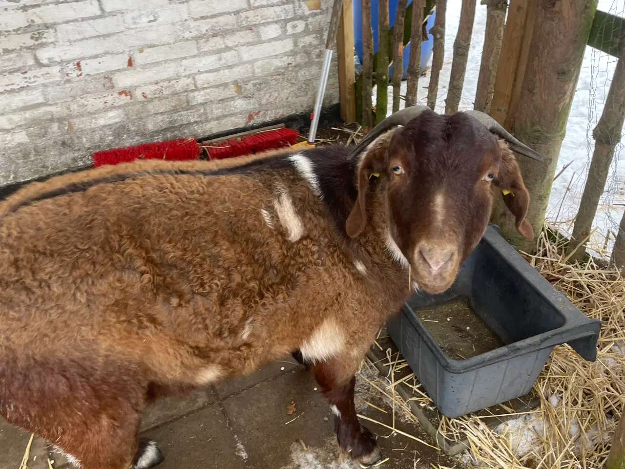 Billede 11 - Kærlig nyt hjem søges til to søde geder 🐐 🐐 