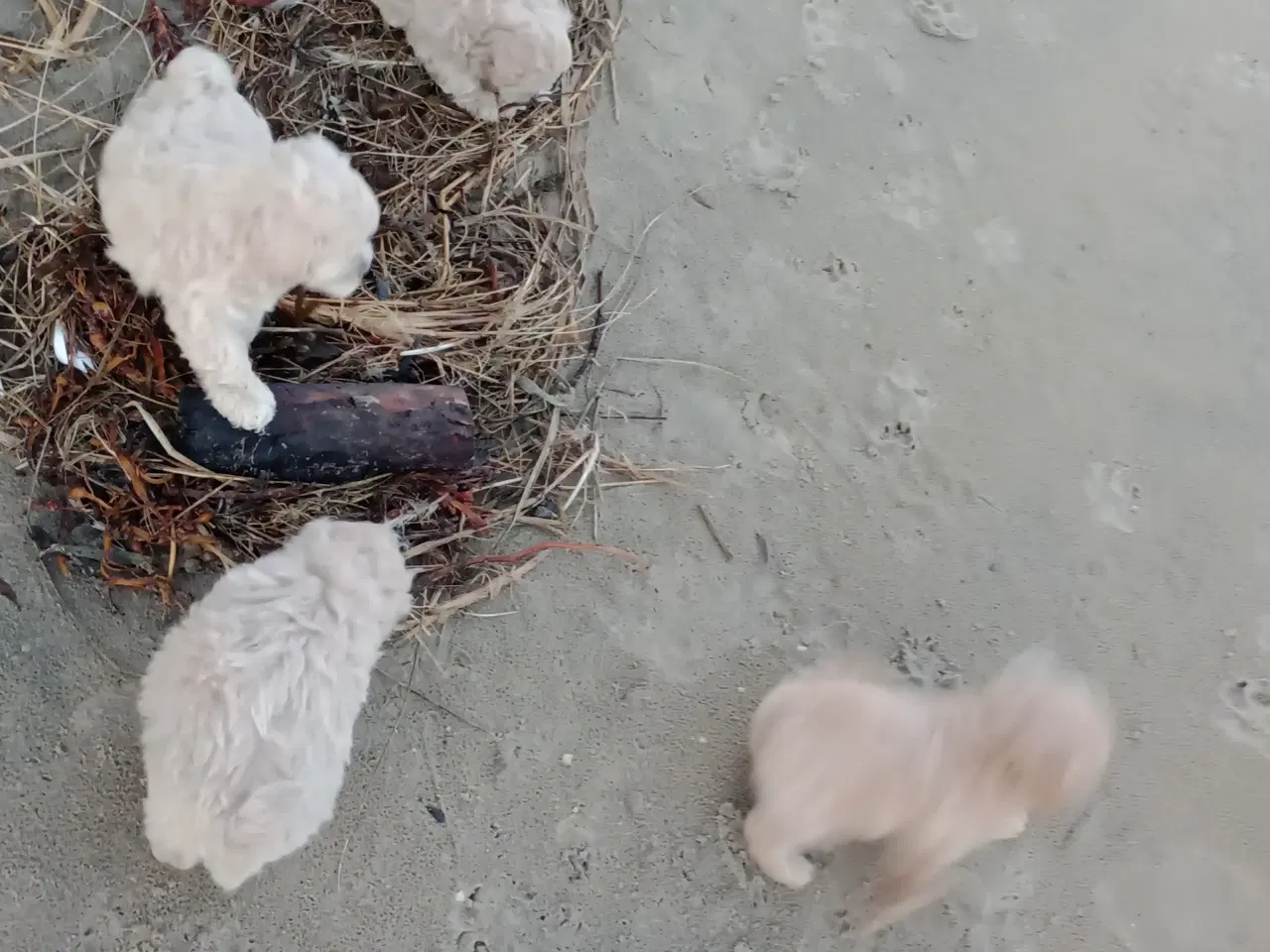 Billede 12 - Maltipoo hvalpe