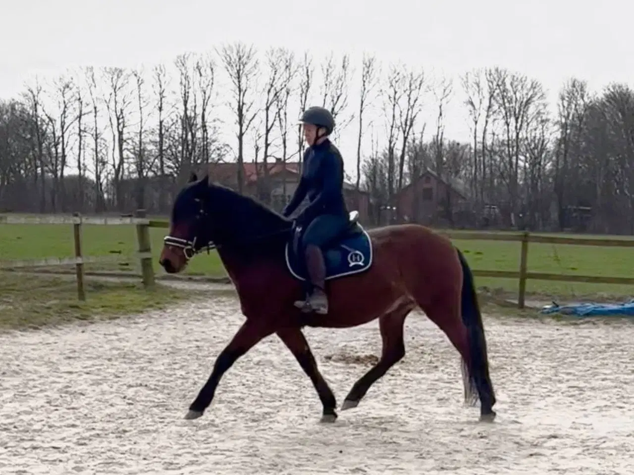 Billede 2 - Skøn pony med et dejligt sind.