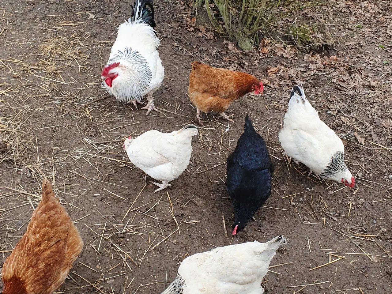 Billede 1 - Høns søger ny have
