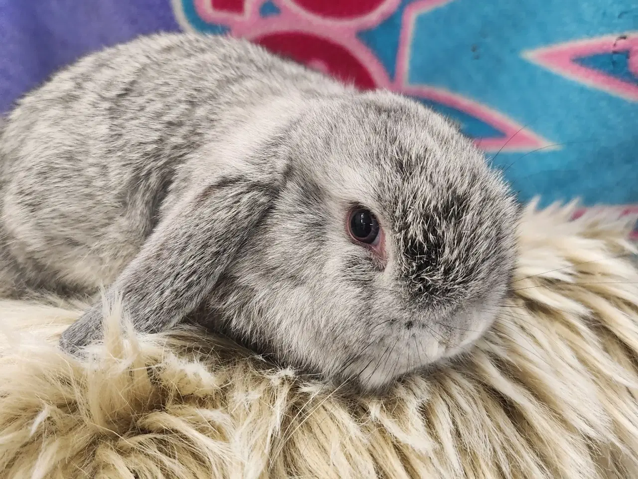 Billede 2 - Minilop kaninunger 