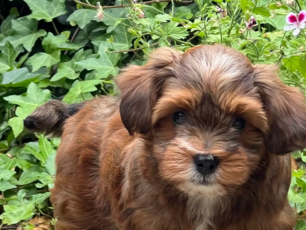 Billede 2 - 🧡Søde & Smukke Bichon Havanais 🧡