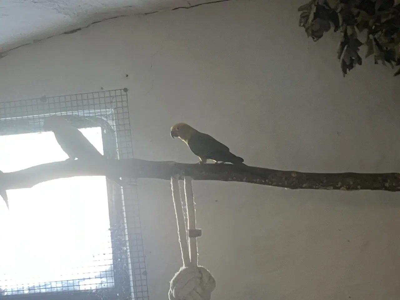 Billede 7 - Solparakitter 