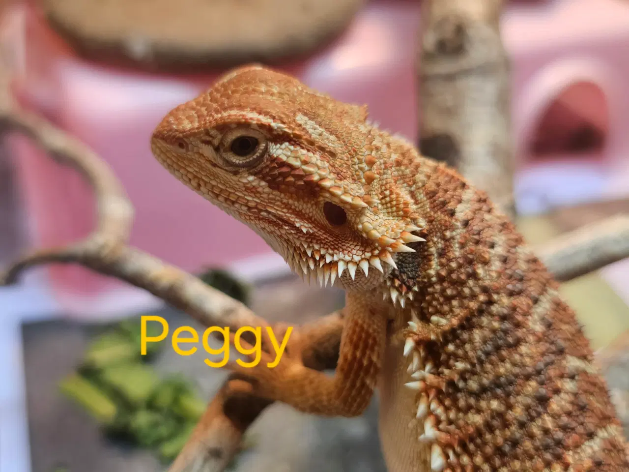 Billede 6 - Skægagame unger med rabat ( : Bud modtages 😊