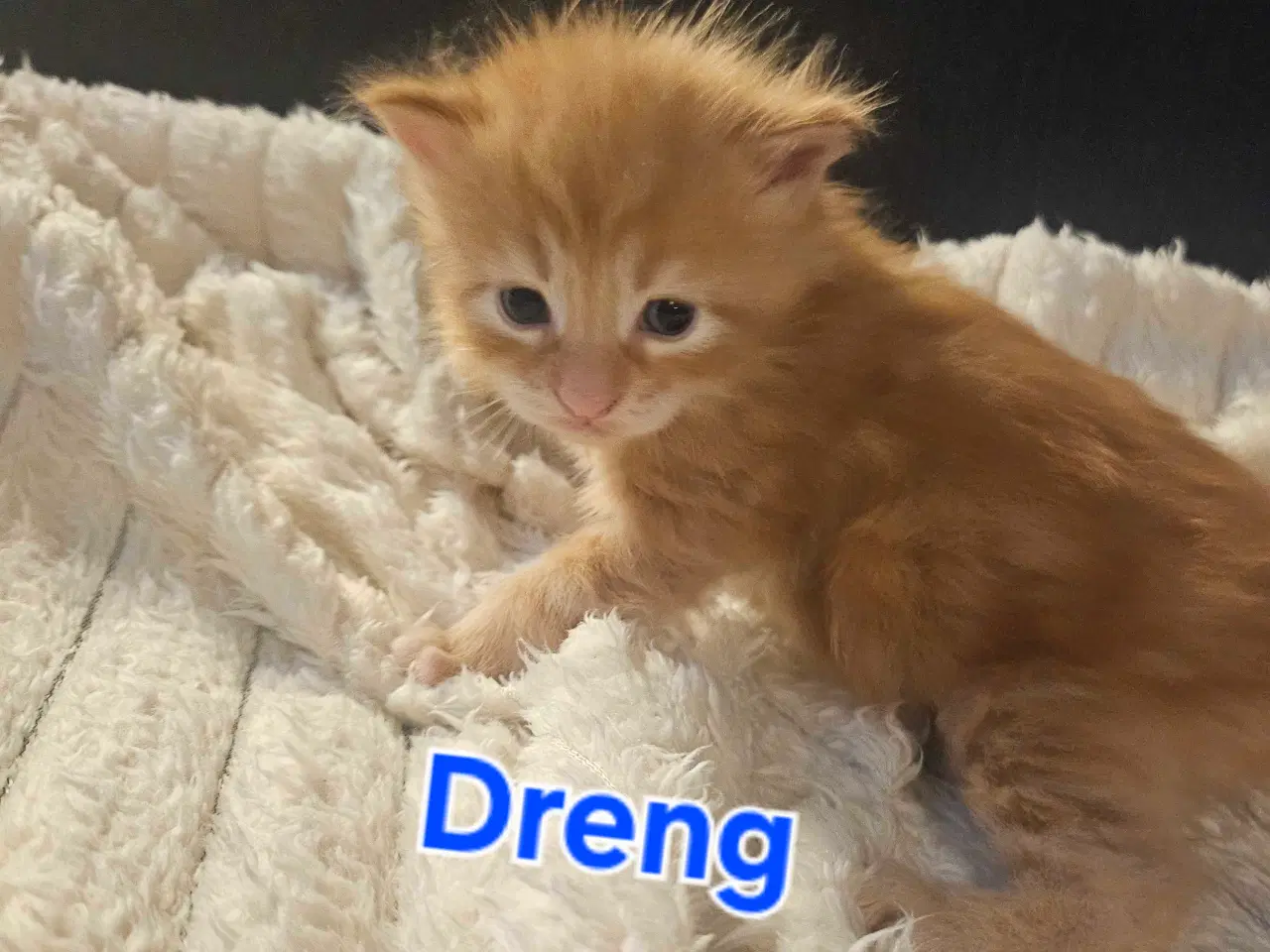 Billede 3 - Maine coon killinger 