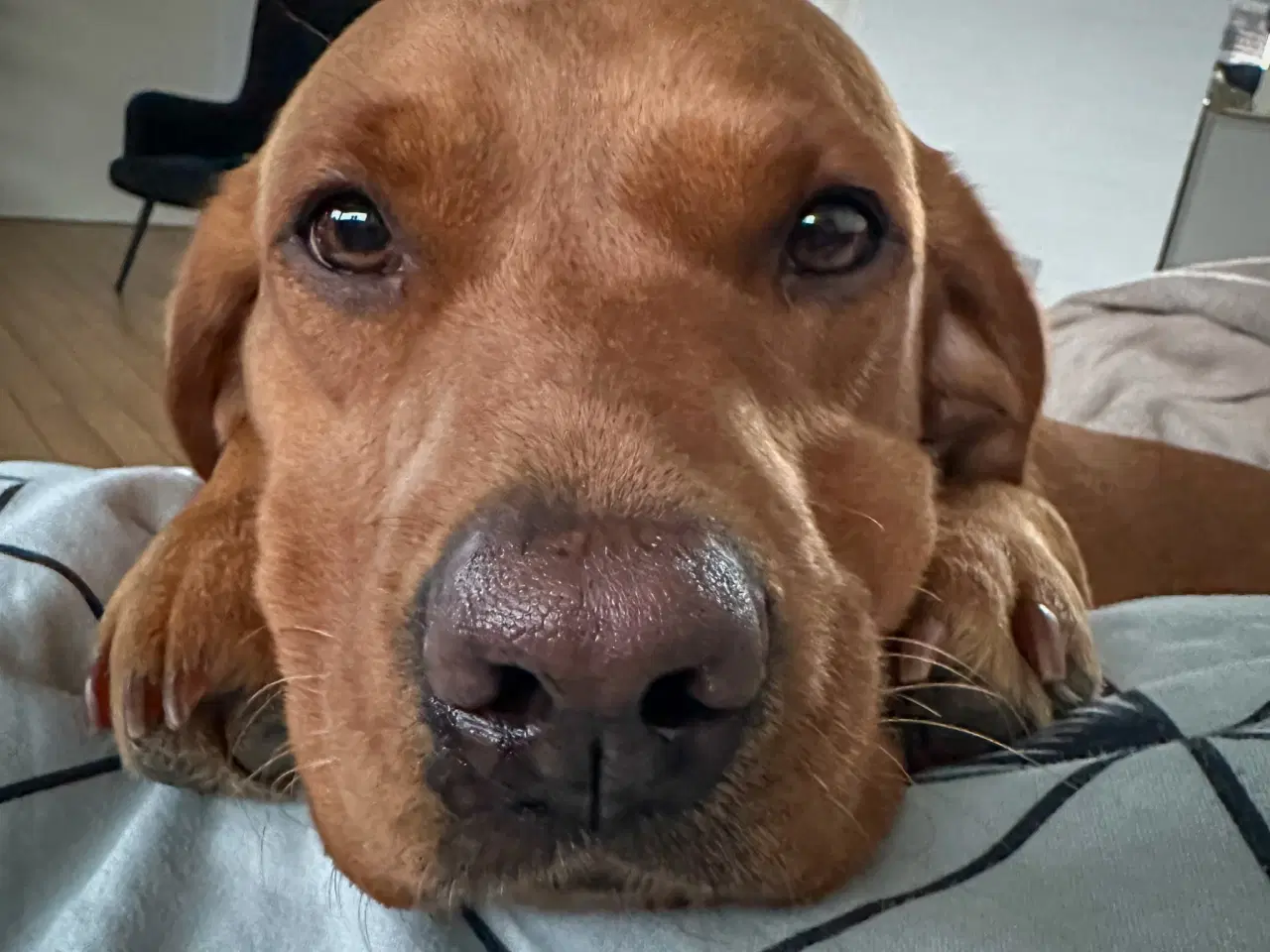 Billede 7 - Sort Han hvalp