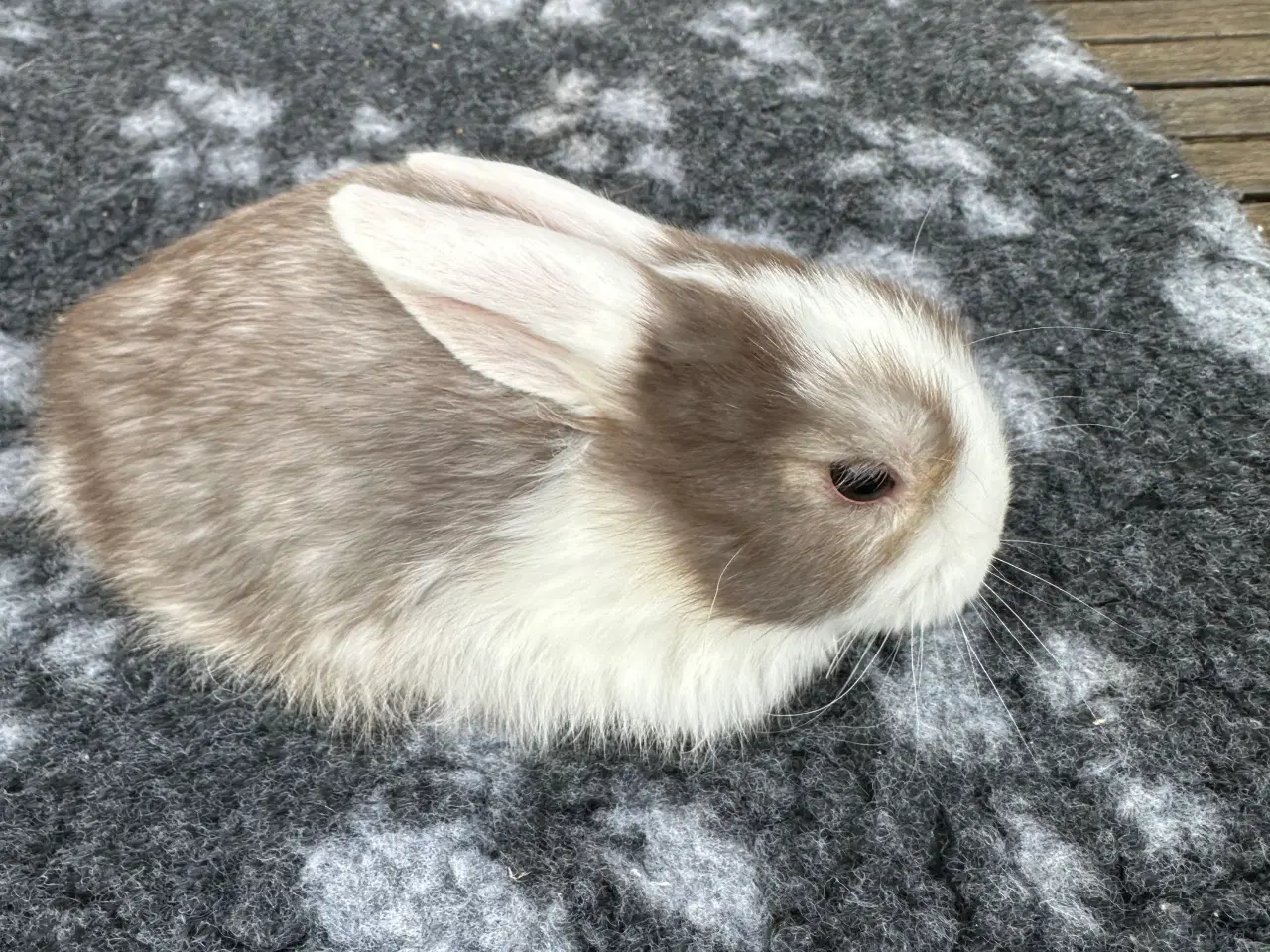 Billede 1 - Minilop kaninunger