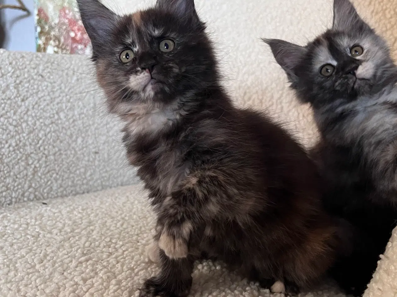 Billede 2 - Racetypiske Mainecoon killinger