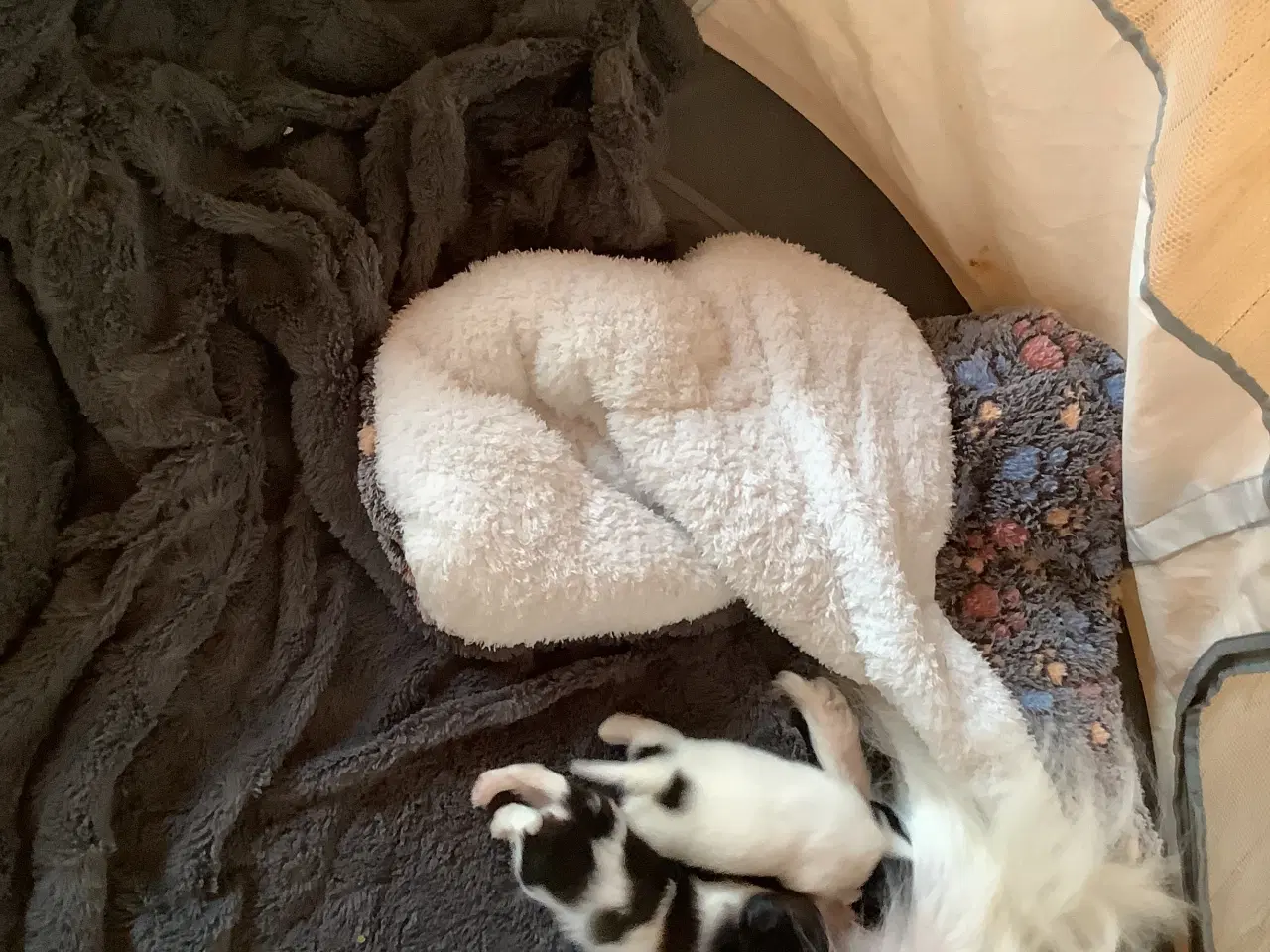 Billede 1 - Papillon hvalpe