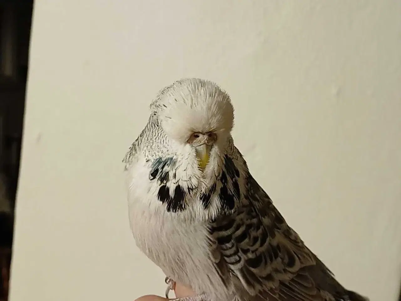 Billede 1 - Engelske undulater hun