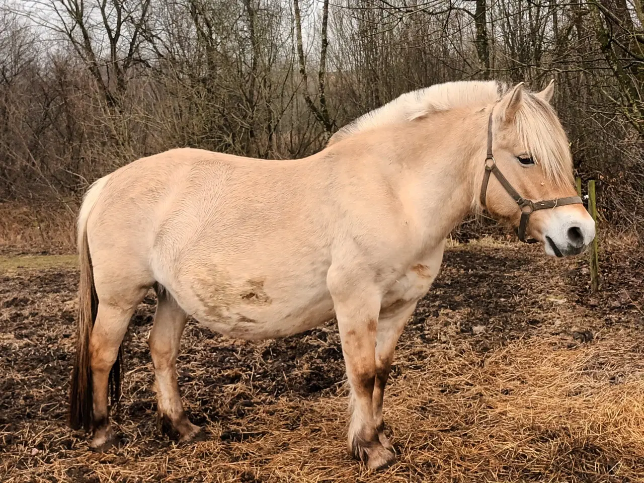 Billede 1 - Fjordhest 