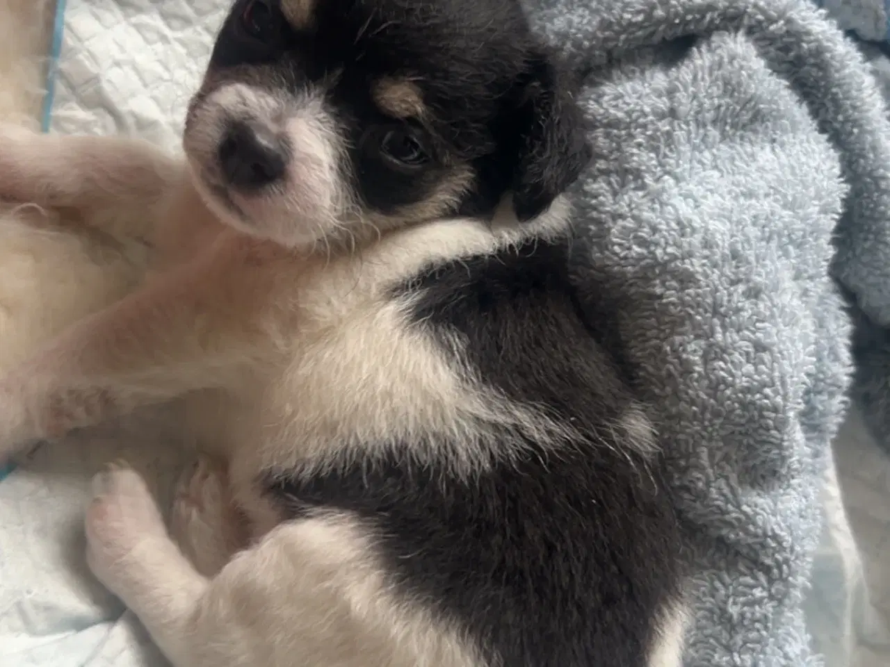 Billede 6 - Chihuahua/yorkshire terrier