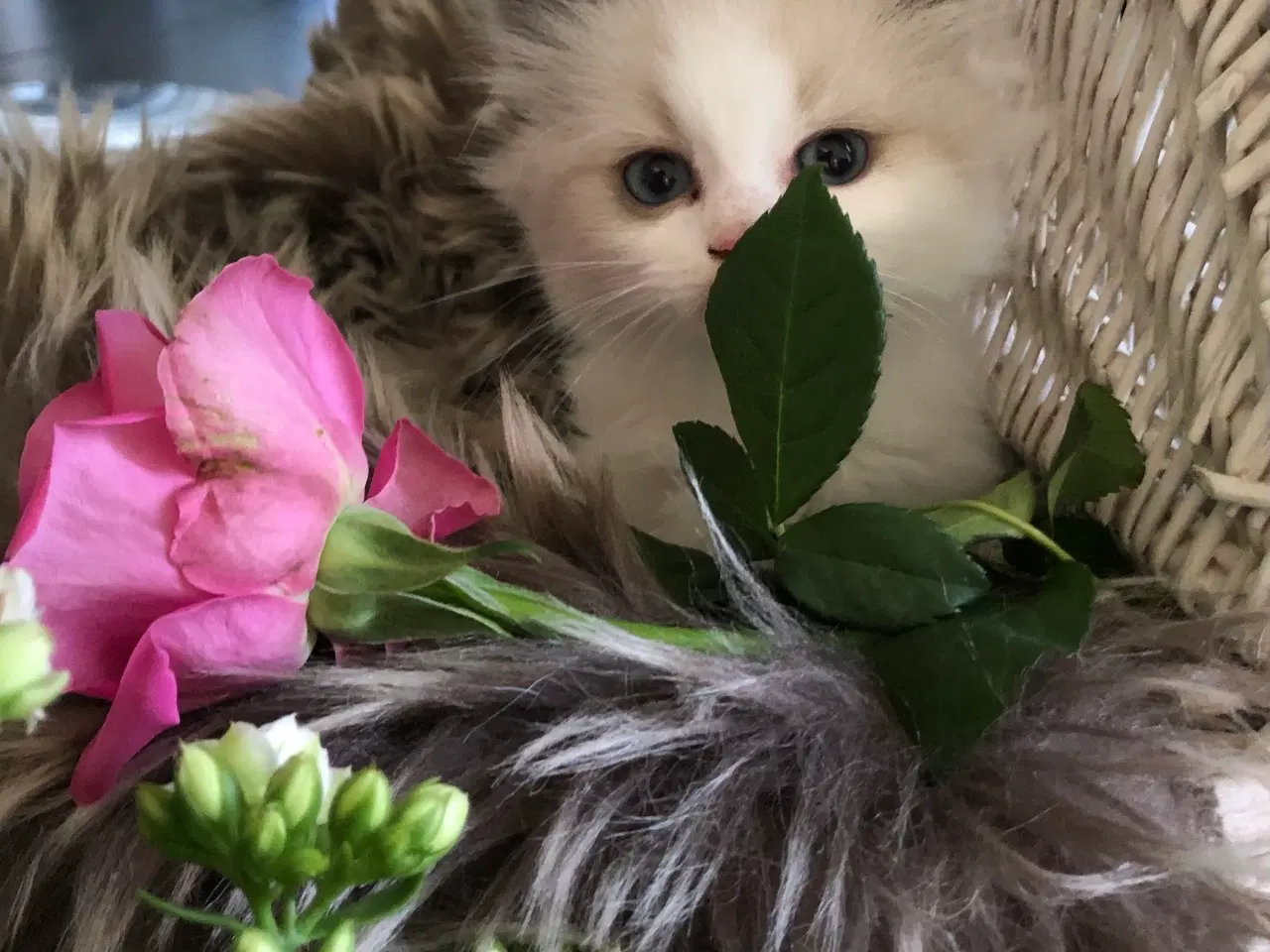 Billede 17 - Ragdoll 