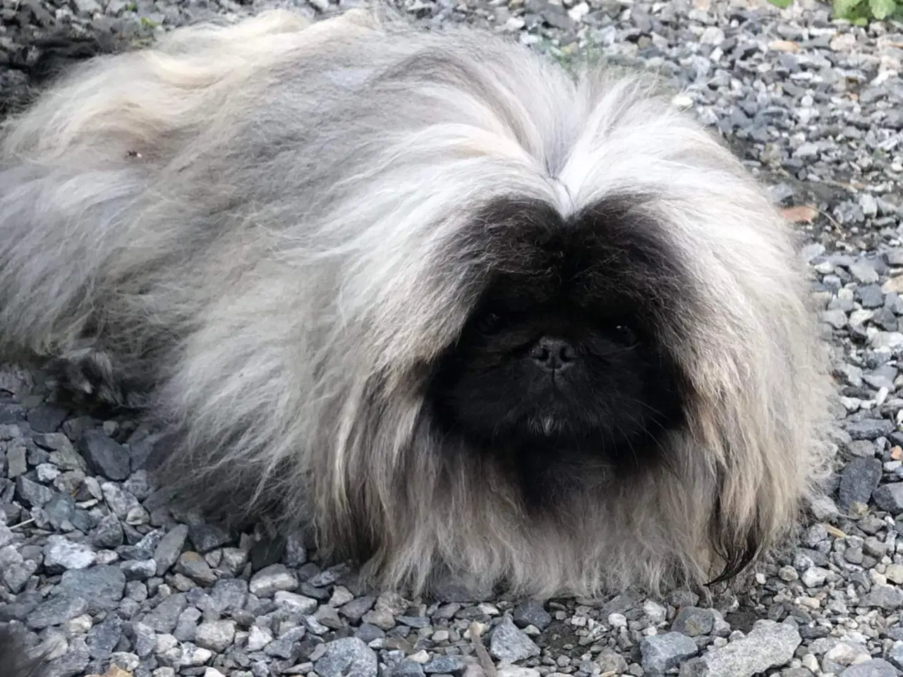 Billede 4 - Pekingeser