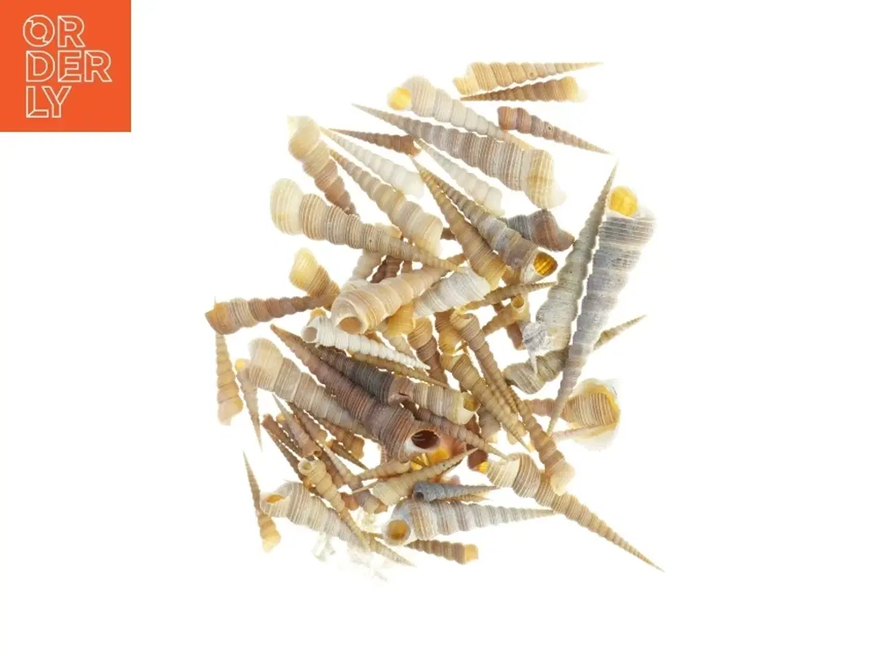 Billede 3 - Samling af eremit krebs strandskaller (str. 3,5 x 1 cm til 13 x, 3 cm)