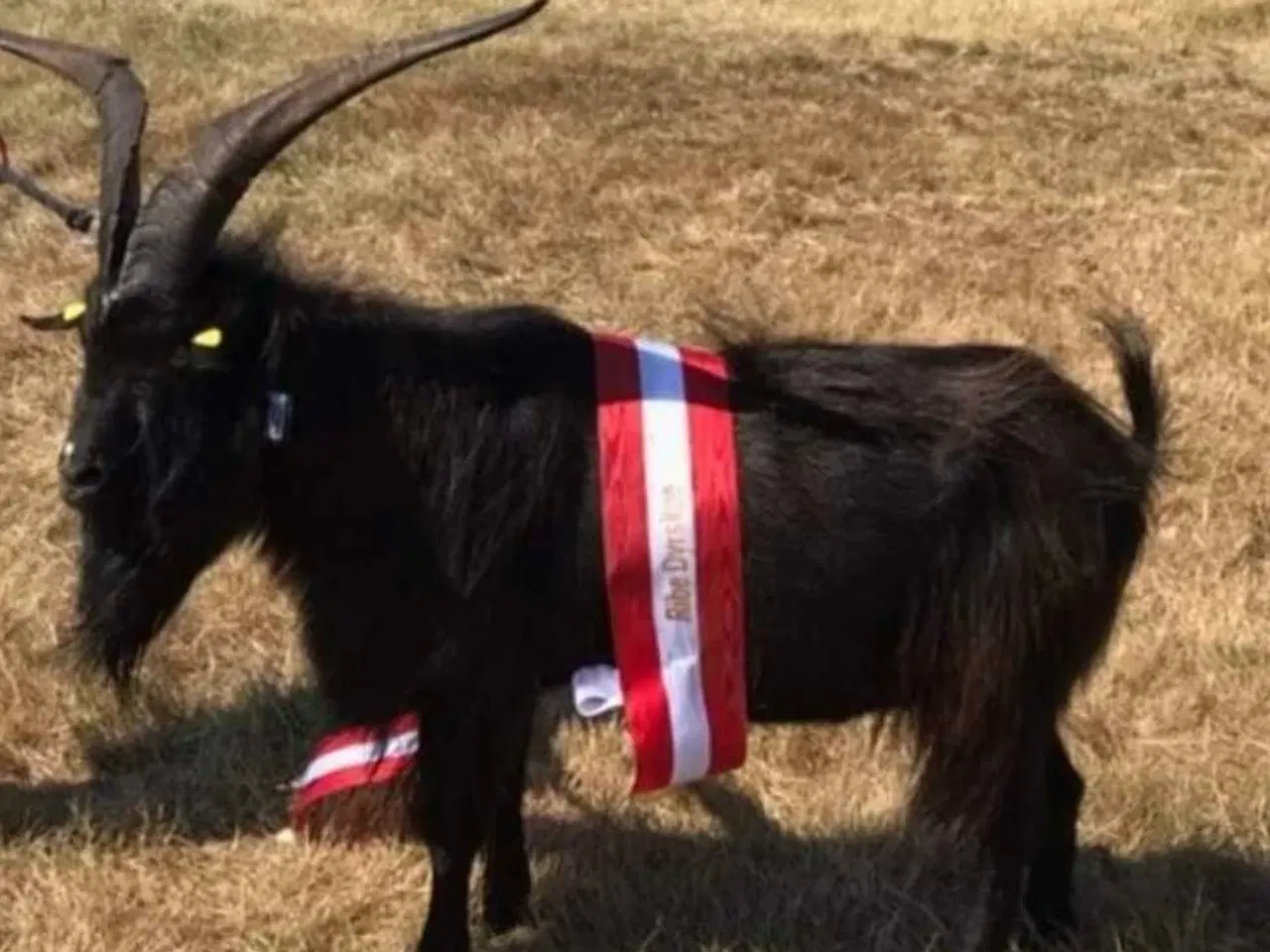 Billede 2 - Landrace kastrater 